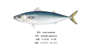 鯖の旬は種類によって変わる?代表的な鯖の旬や新鮮な鯖の見分け方を解説!