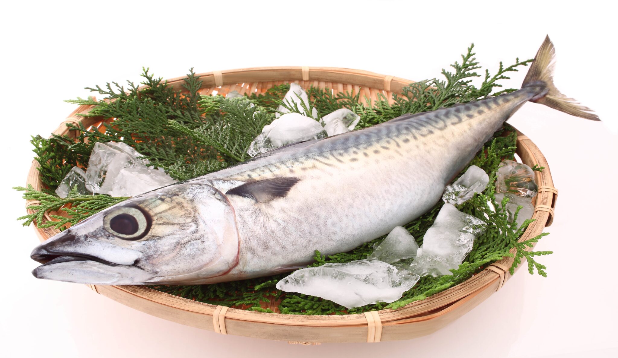 金華鯖は幻の魚⁉︎産地や旬の時期、マサバとの違いを解説します